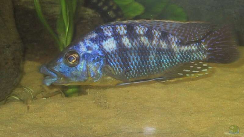 Eclectochromis im Aquarium halten (Die Gattung Eclectochromis)