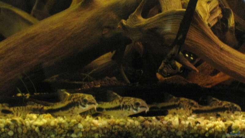 Aquarium Hauptansicht von Südamerikapfütze (existiert nicht mehr)