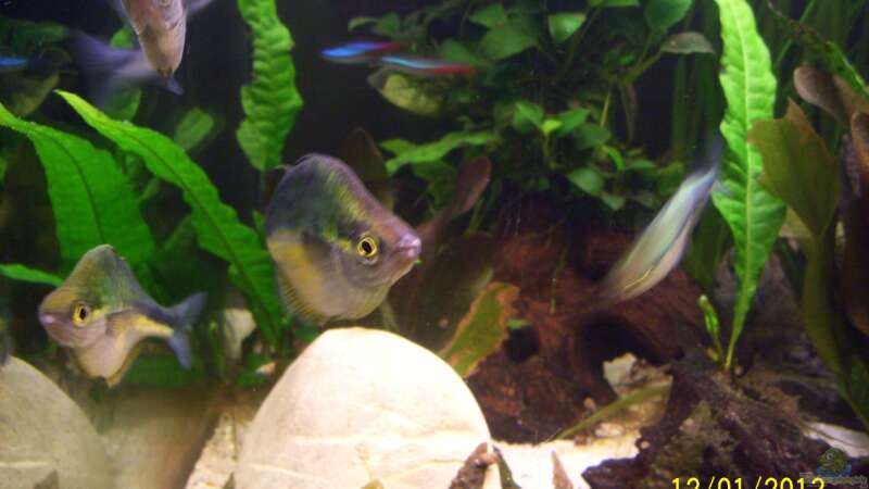 Aquarien mit Melanotaenia lacustris (Aquamarin-Regenbogenfisch)