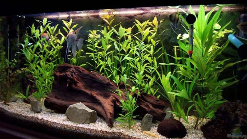 Aquarium Hauptansicht von Becken 2539