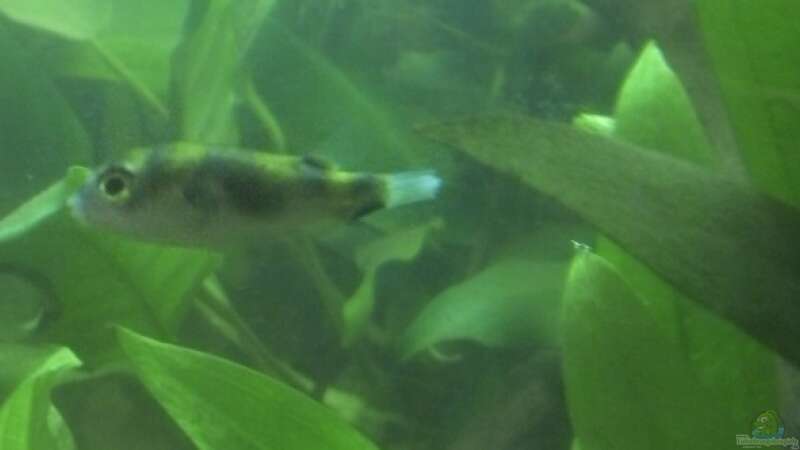Colomesus asellus im Aquarium halten (Einrichtungsbeispiele für Assel-Kugelfisch)