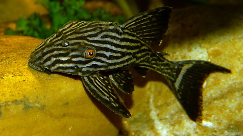 Aquarien mit Panaque cf. nigrolineatus (L 190)
