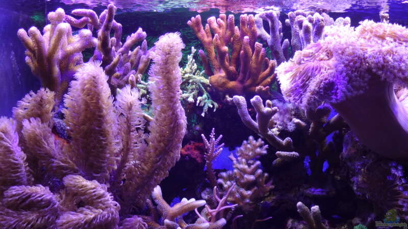 Aquarien mit Steinkorallen