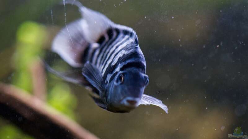 Einrichtungsbeispiele für Aquarien mit Zebrabuntbarschen (Cryptoheros nigrofasciatus)