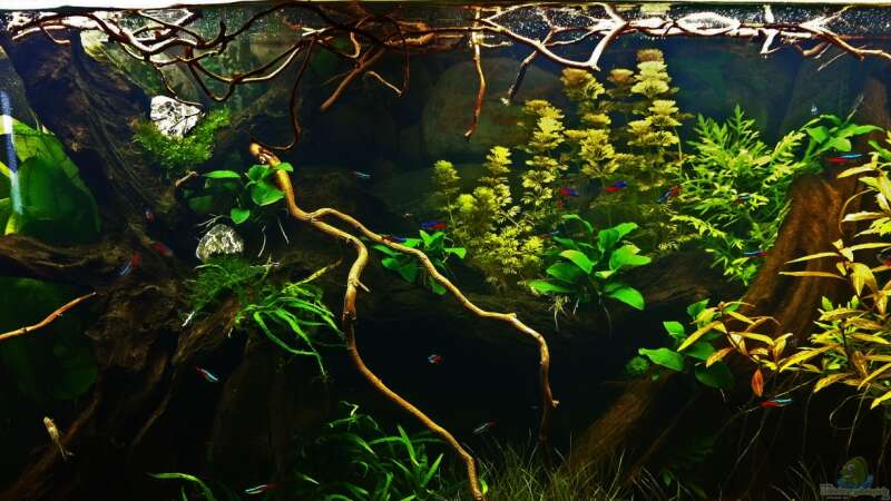 Aquarium Hauptansicht von Südamerika