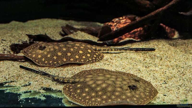 Aquarium Hauptansicht von Amazonasufer