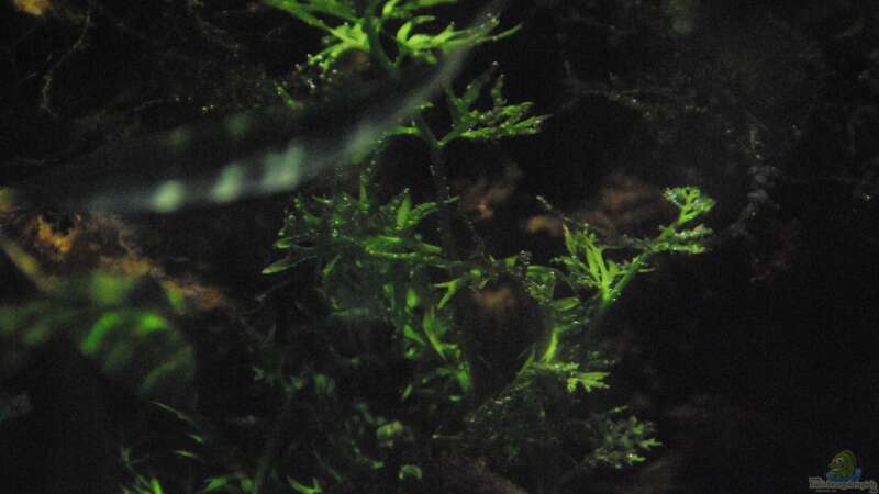Ceratopteris cornuta im Aquarium pflegen (Einrichtungsbeispiele für Grobblättriger Hornfarn)