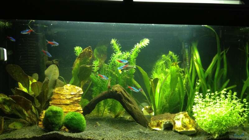 Mein 1tes Aquarium