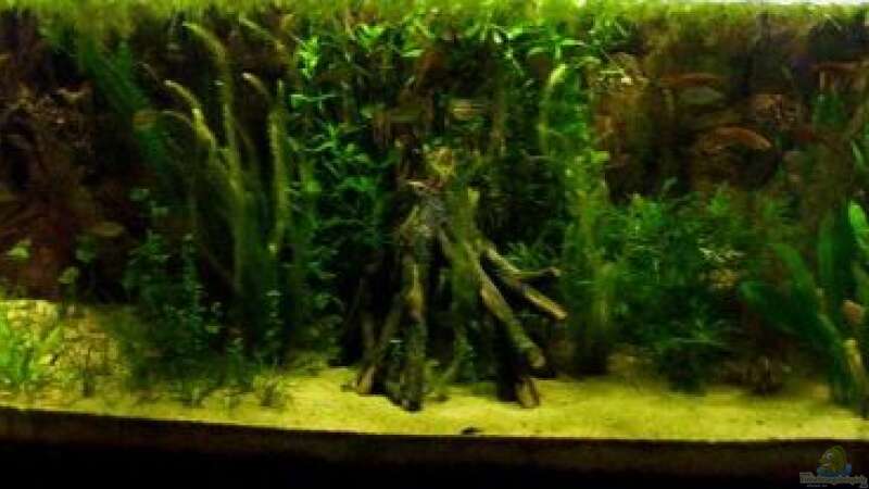 Aquarium gesammt Landschaft