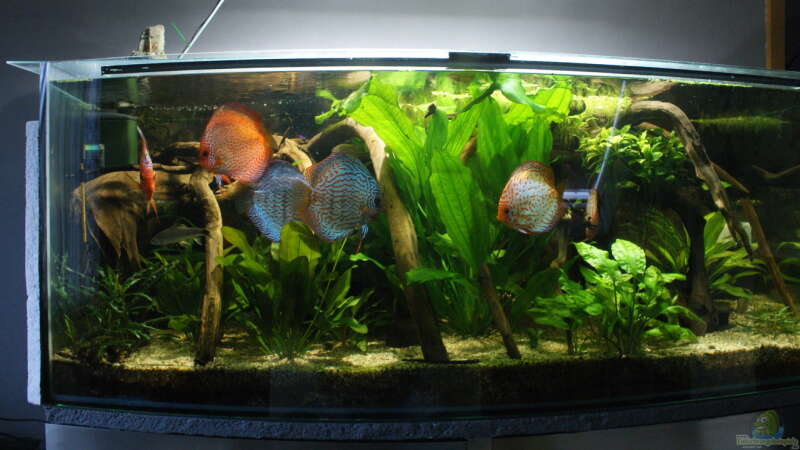 Aquarium Hauptansicht von Becken 27455 (nur noch als Beispiel)