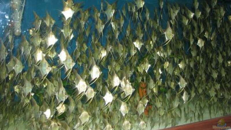 Aquarium Hauptansicht von Rio Atabapo