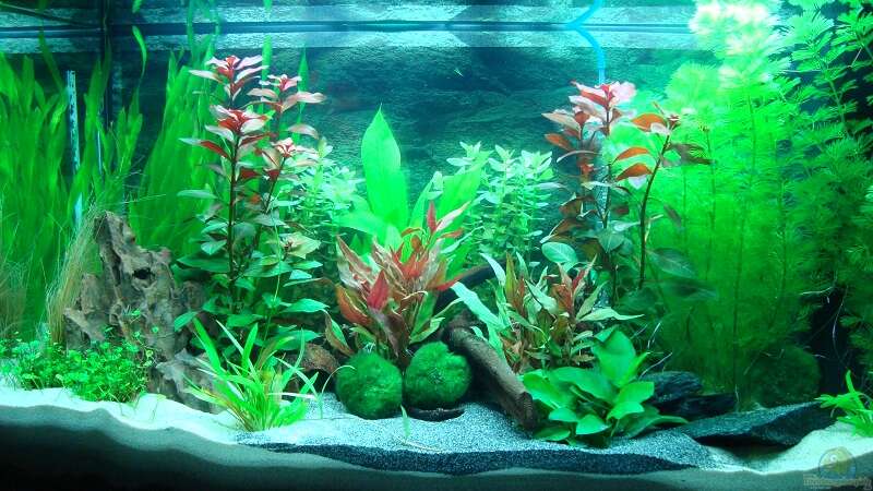 Aquarium Hauptansicht von Becken 27728