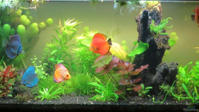 Das Aquarium...