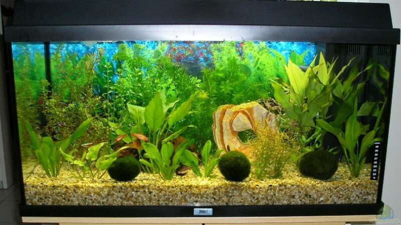 Aquarium Hauptansicht von Becken 2820