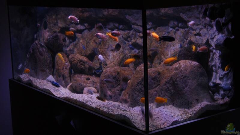 Mbunaaquarium