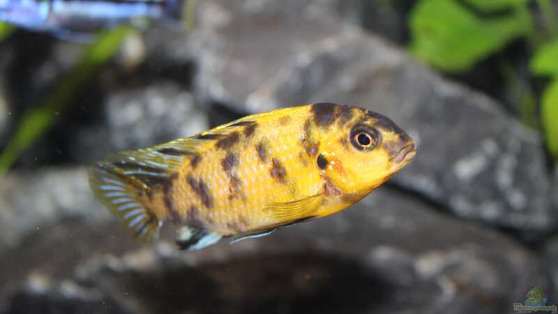 Tropheops sp. black im Aquarium halten (Einrichtungsbeispiele für Tropheops sp. black)