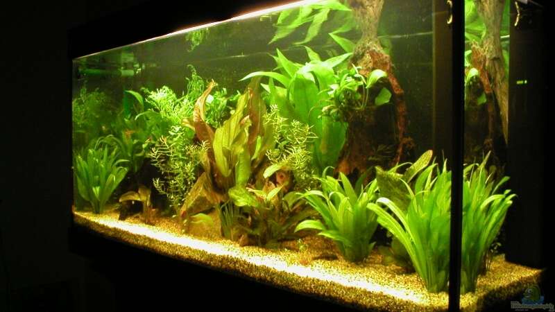 Aquarium Hauptansicht von Becken 2937