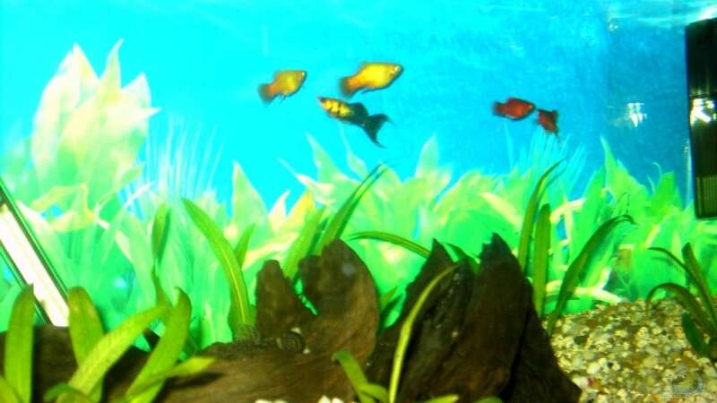 Die ersten Pflanzen, die ersten Fische und der Anfang ist gemacht!!