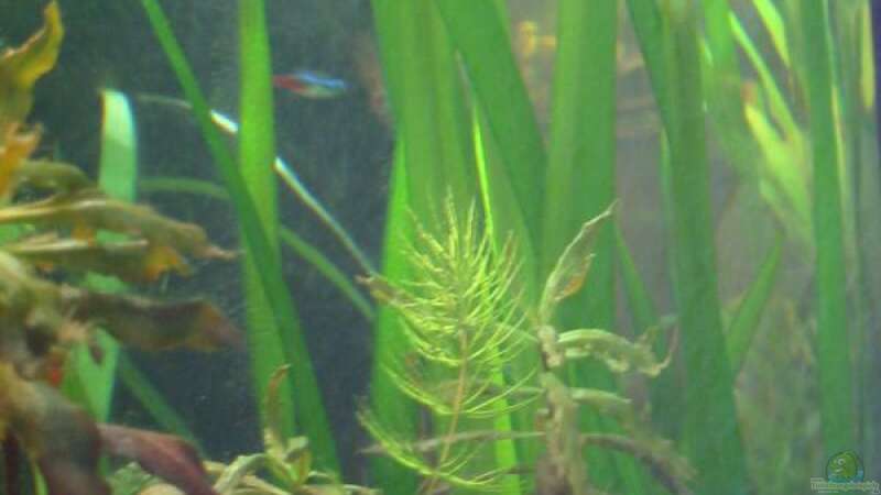 Aquarien mit Rotala macrandra