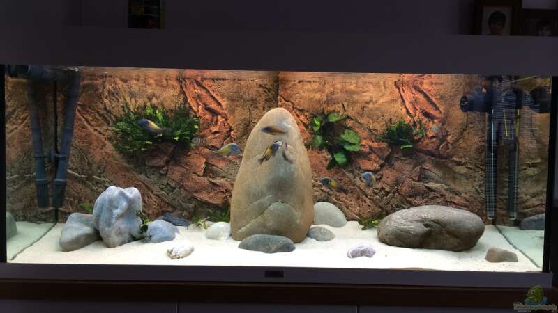 Tropheus-Becken 