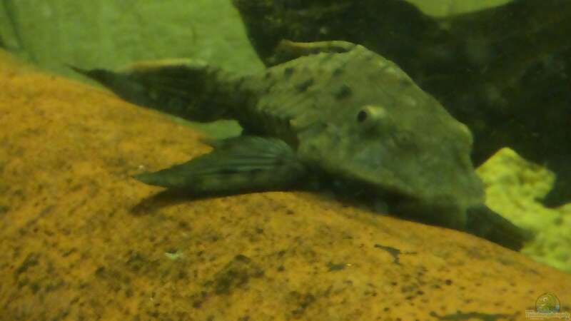 Pseudorinelepis genibarbis im Aquarium halten (Einrichtungsbeispiele für Rotbart Tannenzapfenwels)