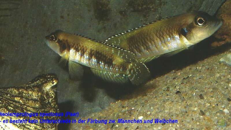Neolamprologus Speciosus - Eine Artbeschreibung