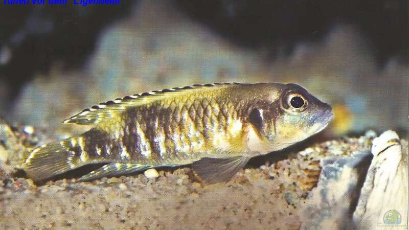 Neolamprologus Speciosus - Eine Artbeschreibung