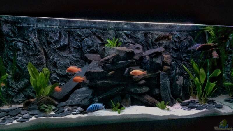 Aquarium Hauptansicht von Kleines Heim