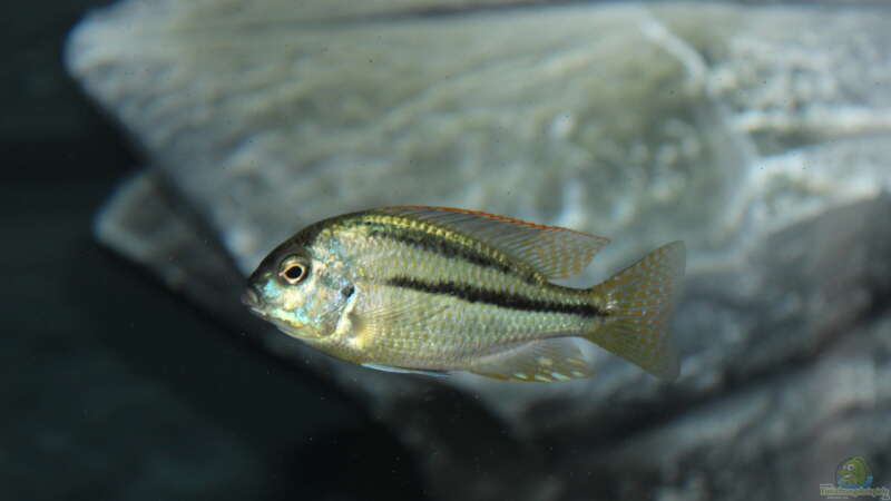 Einrichtungsbeispiele für Chilotilapia rhoadesii