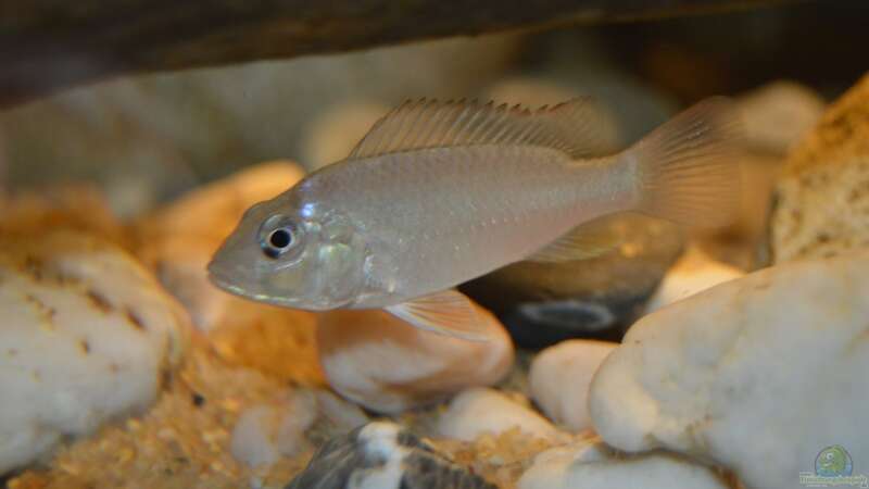 Ctenochromis polli im Aquarium halten (Einrichtungsbeispiele für Haplochromis polli)