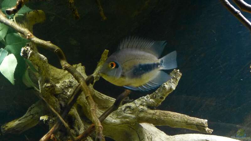 Aquarien mit Uaru amphiacanthoides (Keilfleckbuntbarsch)