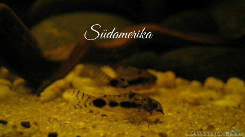 Aquarium Hauptansicht von Südamerikapfütze II
