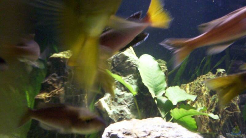 Cyprichromis Leptosoma ´Tricolor´ (Heckansicht) von schmitzkatze (15)