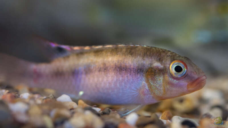 Aquarien mit Congochromis sabinae