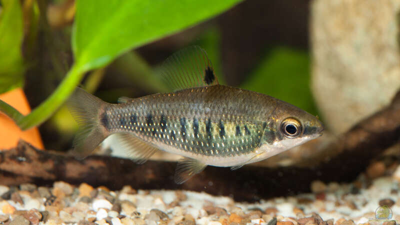 Distichodus decemmaculatus im Aquarium halten (Einrichtungsbeispiele für Zehnfleck-Geradsalmler)