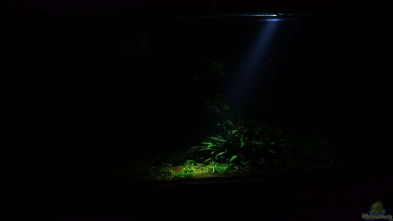 Aquarium Hauptansicht von Easy Scaping (nur noch Beispiel)
