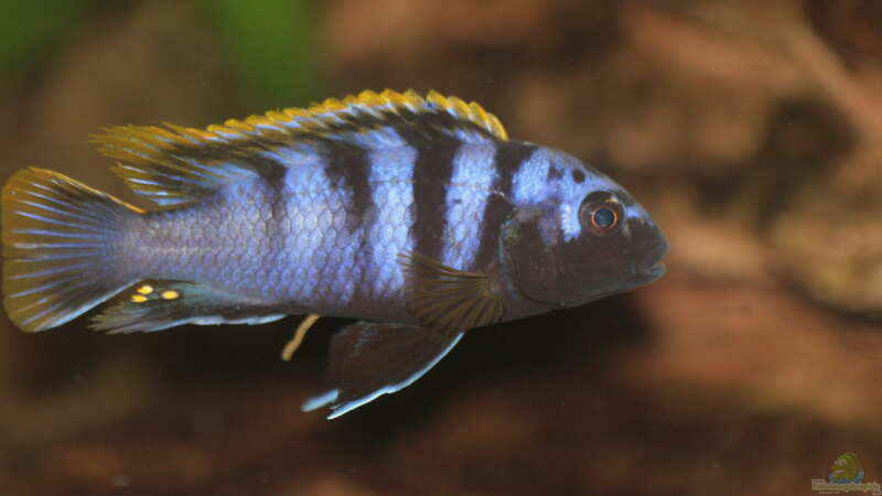 Labidochromis Mbamba Bay