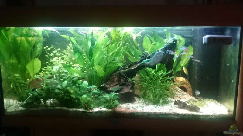 Aquarium Hauptansicht von Südamerika-Juwel Rio