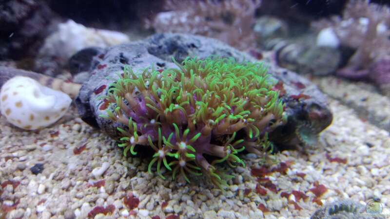 Dekoration im Aquarium Weichkorallenbecken von Torsten Bullmahn (45)