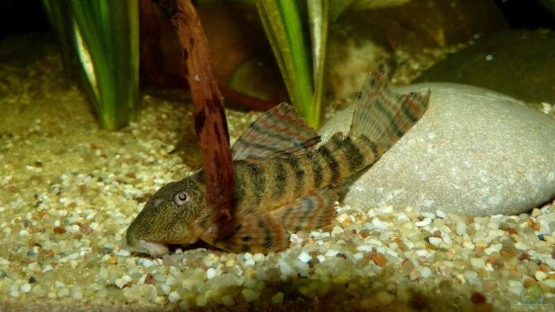 Aquarien mit Pseudacanthicus sp. "L 97" (Einrichtungsbeispiele für Gelbflecken-Kaktuswels)