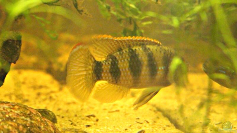 Aquarien mit Afrikanischen Schmetterlingsbuntbarschen (Anomalochromis thomasi) im Aquarium Aquarien mit Afrikanischen Schmetterlingsbuntbarschen (Anomalochromis thomasi) im Aquarium