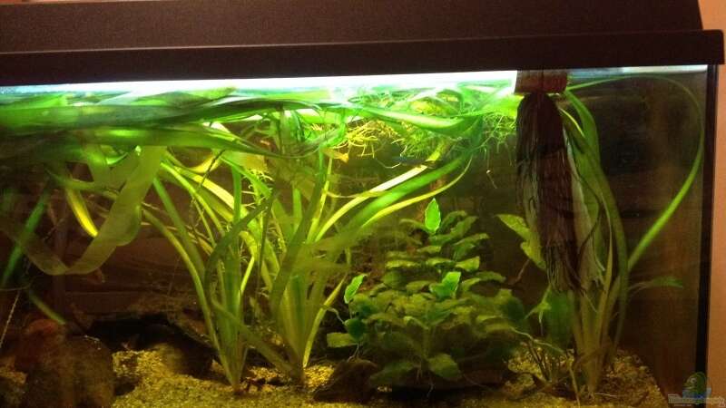 Aquarium Hauptansicht von Becken 31913