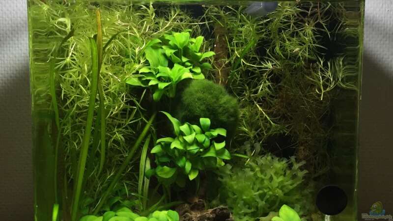 20l Garnelenbecken