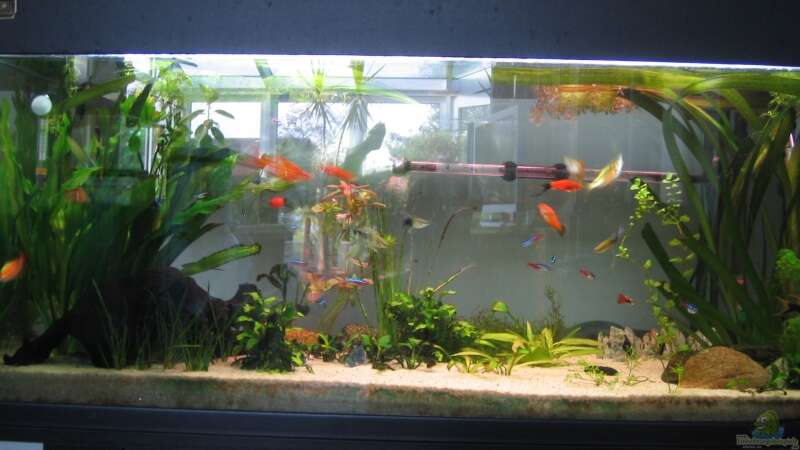 Aquarium Hauptansicht von Becken 3213