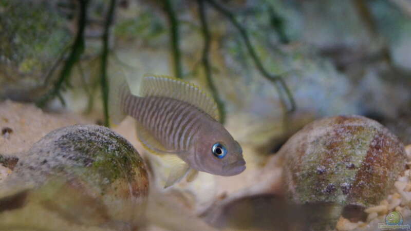Aquarium Hauptansicht von Neolamprologus Multifasciatus