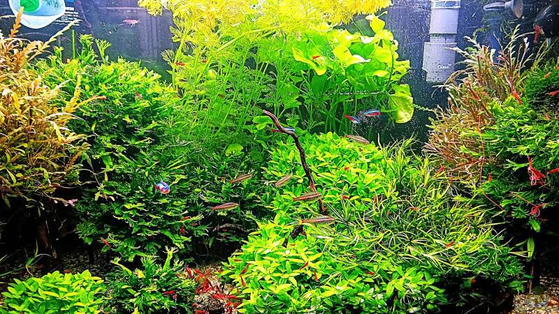Aquarium mein kleines Amazonas Scape von odin 68 (10)