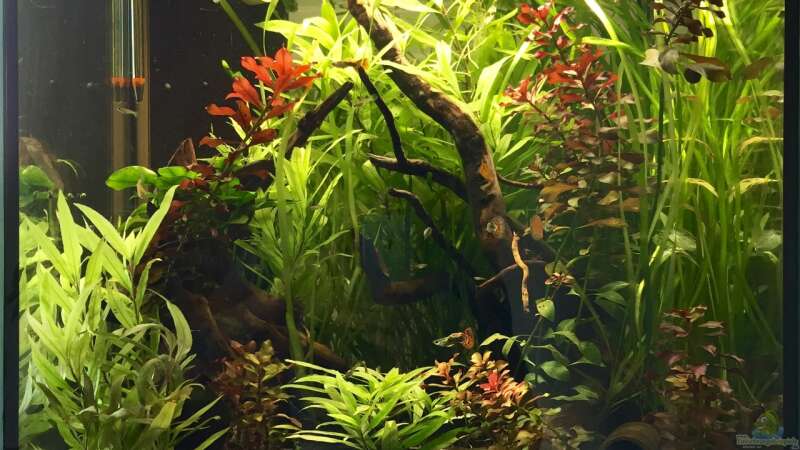 Aquarium Hauptansicht von Becken 32366