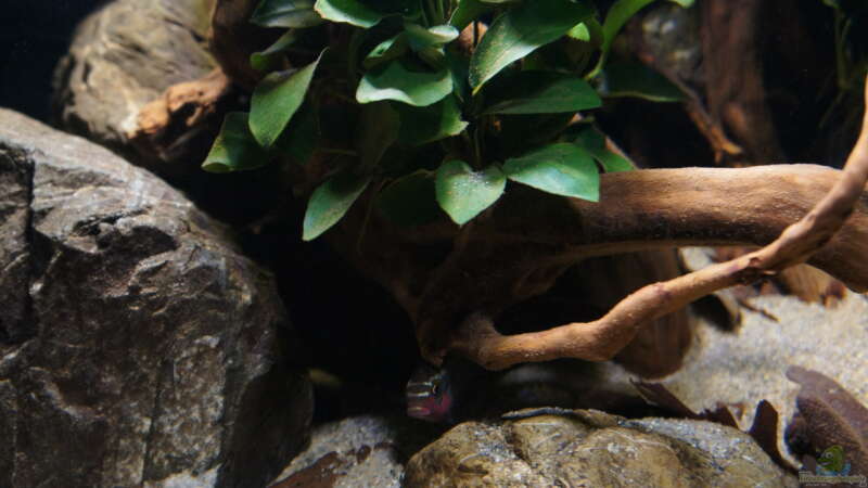 Pelvicachromis sacrimontis im Aquarium halten (Einrichtungsbeispiele für Pelvicachromis sacrimontis)