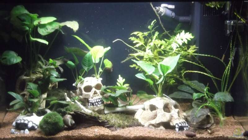 Aquarien mit Anubias barteri (Breitblättriges Speerblatt)