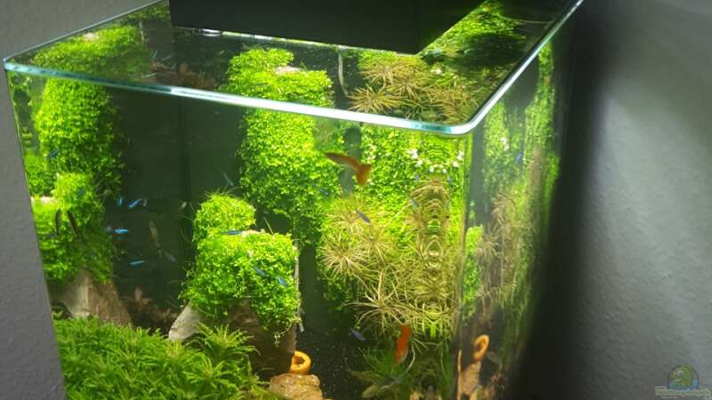 Hauptansicht von Nano Cube meets Fluval Edge